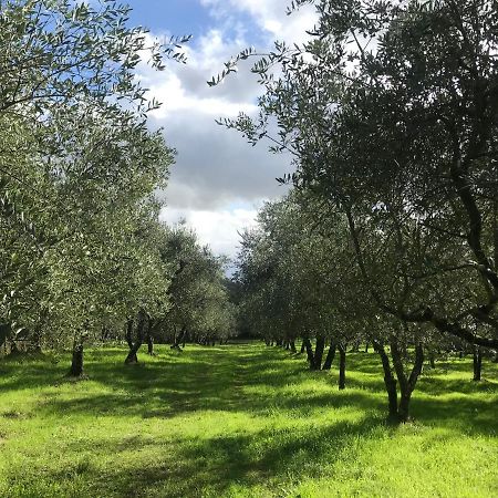 Agriturismo Podere I' Caldino Troghi Dış mekan fotoğraf